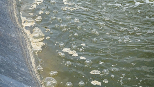 THỜI ĐIỂM NÀO CẦN THAY NƯỚC CHO AO NUÔI TÔM?