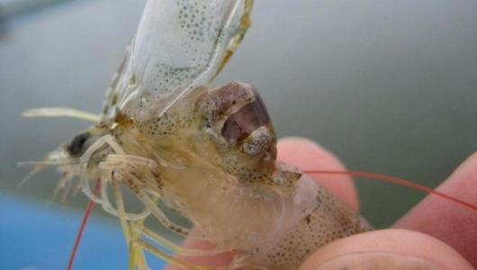 Mối liên hệ giữa bệnh gan và bệnh đường ruột ở tôm