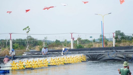 Sóc Trăng: Khuyến cáo bảo vệ tôm mùa nắng nóng