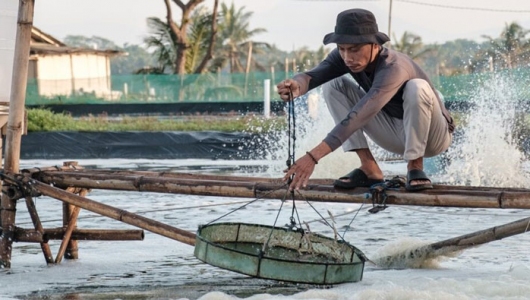 Giám sát chặt dịch bệnh