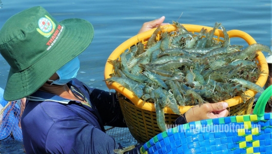 Trợ lực vốn cho ngành tôm