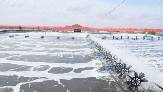 Biện pháp chăm sóc tôm nuôi trong mùa nắng nóng và mưa giông thất thường