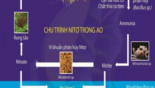 Chât lượng nước: 10 thông  số và 5 cách quản lý hiệu quả