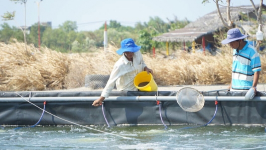 5 lỗi trong quản lý dinh dưỡng cho tôm mùa bão
