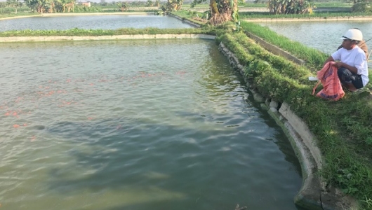 Ảm đạm thị trường cá chép đỏ