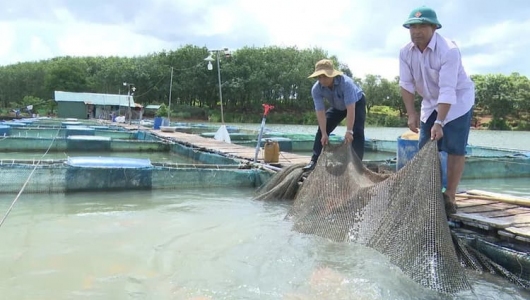 GIA LAI TÁI CƠ CẤU NGÀNH THỦY SẢN THEO HƯỚNG ĐI BỀN VỮNG 