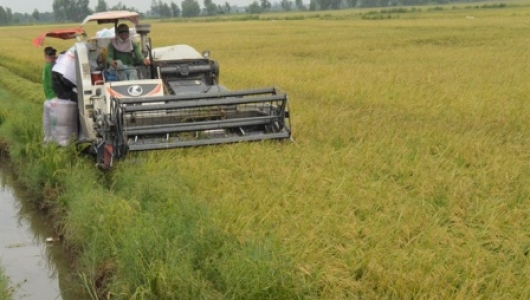 Sản xuất lúa thời công nghệ số