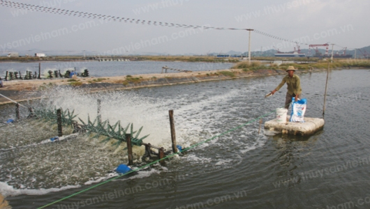 Quản lý sức khỏe thủy sản mùa lạnh