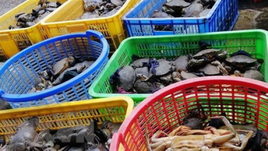 Giá cua biển tại Kiên Giang giảm sâu, nông dân đứng ngồi không yên