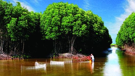 Thừa Thiên - Huế: Rừng ngập mặn 