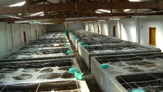 Phát hiện nhiều trường hợp vi phạm trong vận chuyển tiêu thụ giống thủy sản
