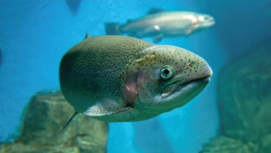 Huyết tương nâng cao hiệu suất nuôi thủy sản