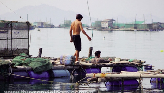 Chủ động san thưa mật độ tôm hùm nuôi