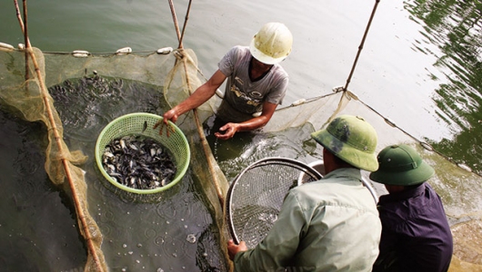 Bắc Giang: Hiệu quả nuôi cá VietGAP