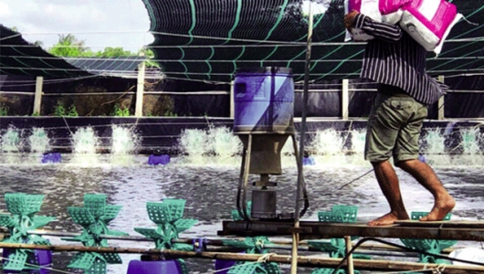 Đối phó hạn, mặn trong nuôi tôm nước lợ