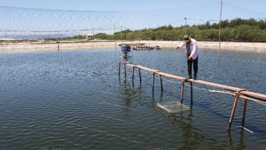 Giải pháp khắc phục khí độc trong ao tôm