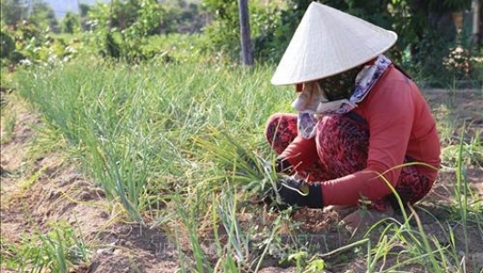 Trồng hành tím cho thu nhập cao ở Ninh Thuận