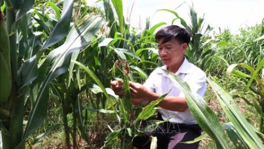 Đồng Tháp hướng dẫn nông dân cách phòng trừ sâu keo mùa thu hiệu quả