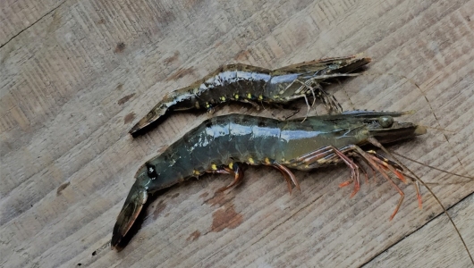 Khắc phục hiện tượng tôm sú chậm lớn