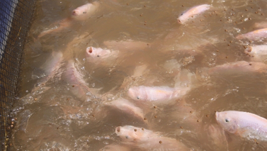 Kỹ thuật nuôi cá điêu hồng trong lồng