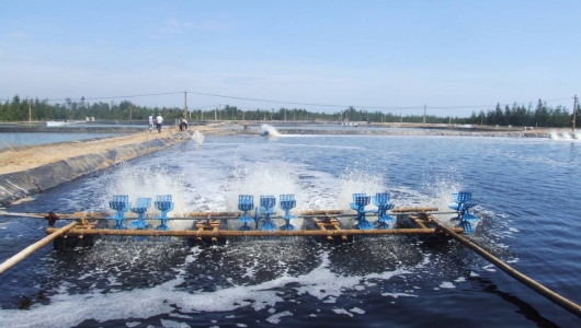 Hạn chế và tiêu diệt sứa nước trong ao nuôi tôm